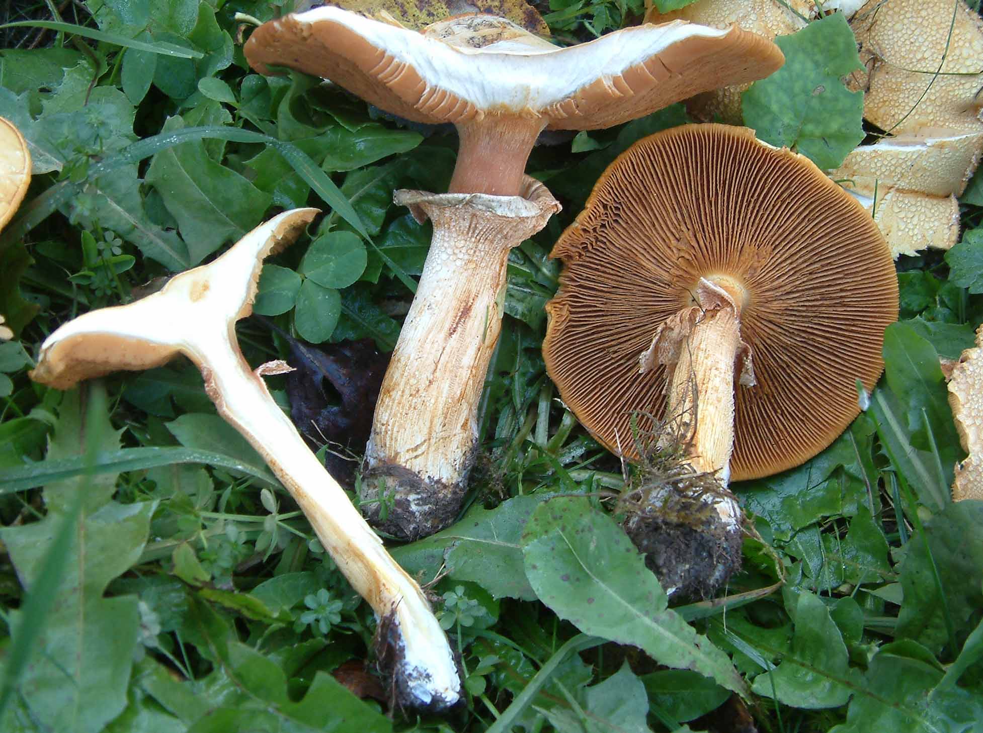 Cosa ha da fare un marinaio in montagna se non....